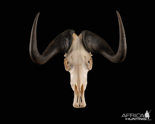 Black Wildebeest Skull Mount Taxidermy