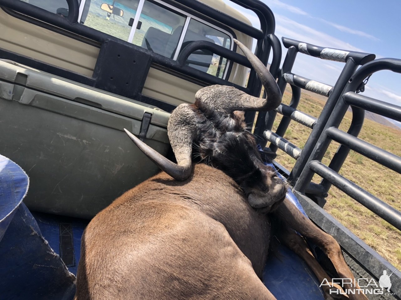 Black Wildebeest Transporting South Africa