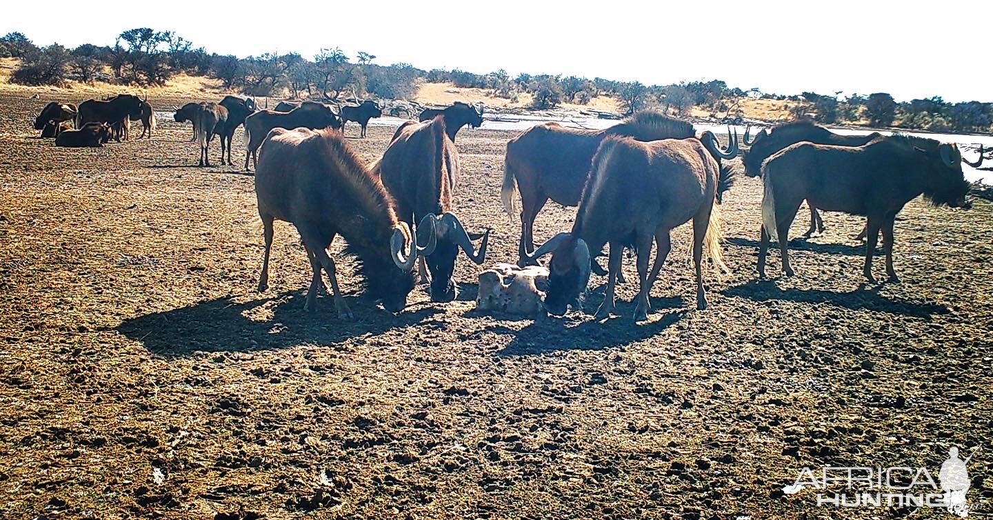 Black wildebeest