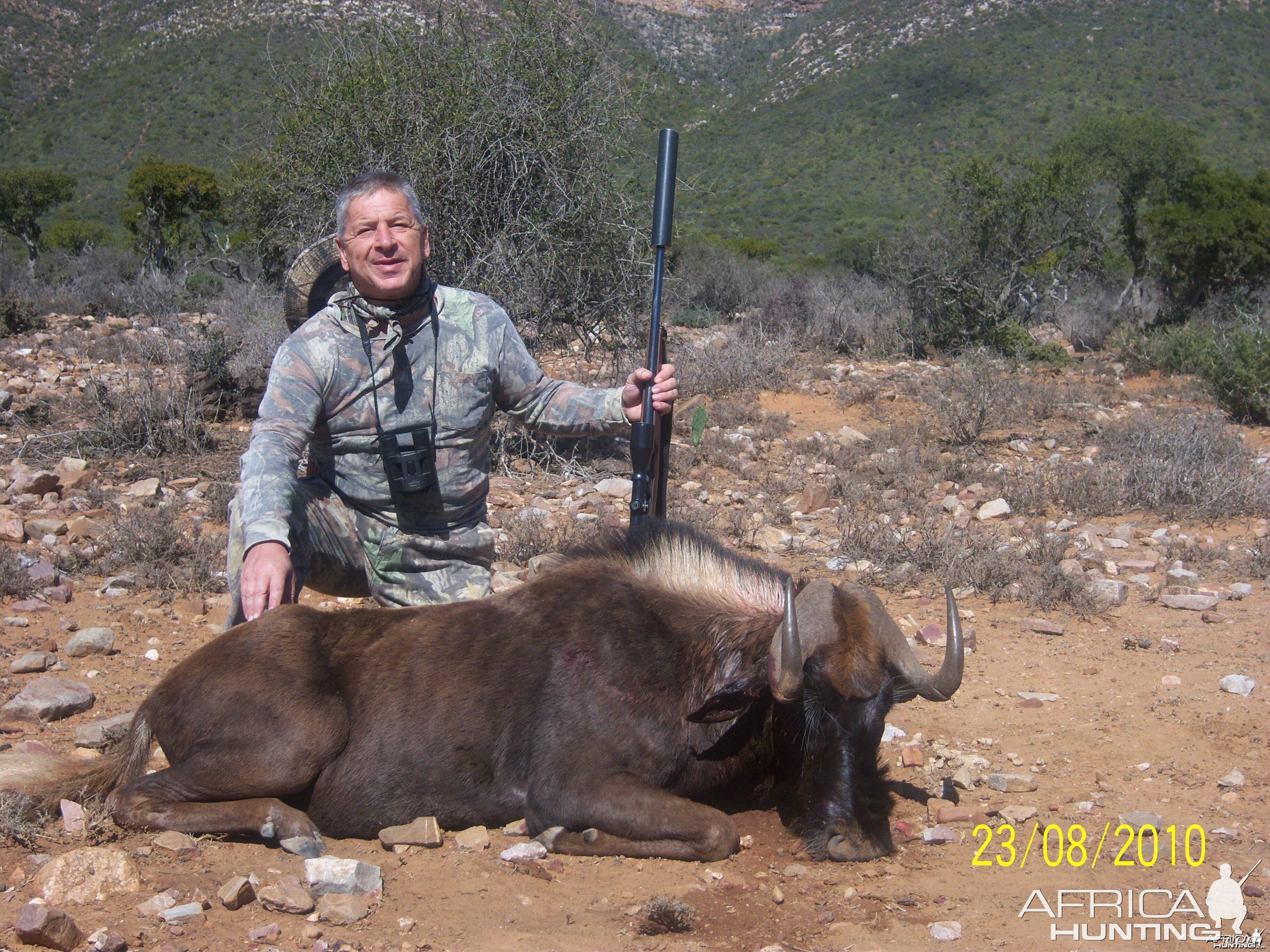 Black Wildebeest