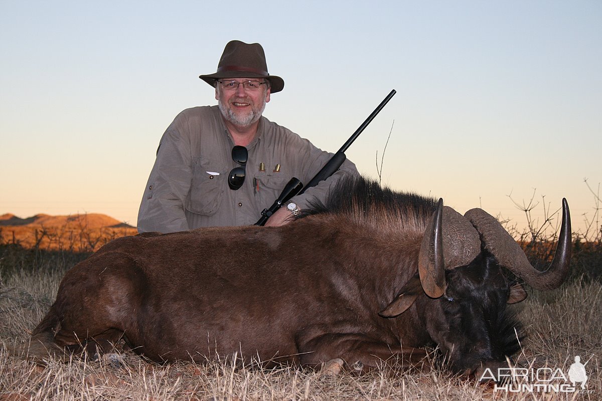 Black Wildebeest