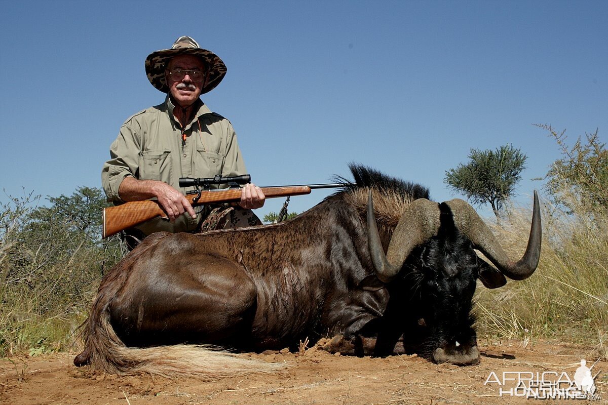 Black Wildebeest