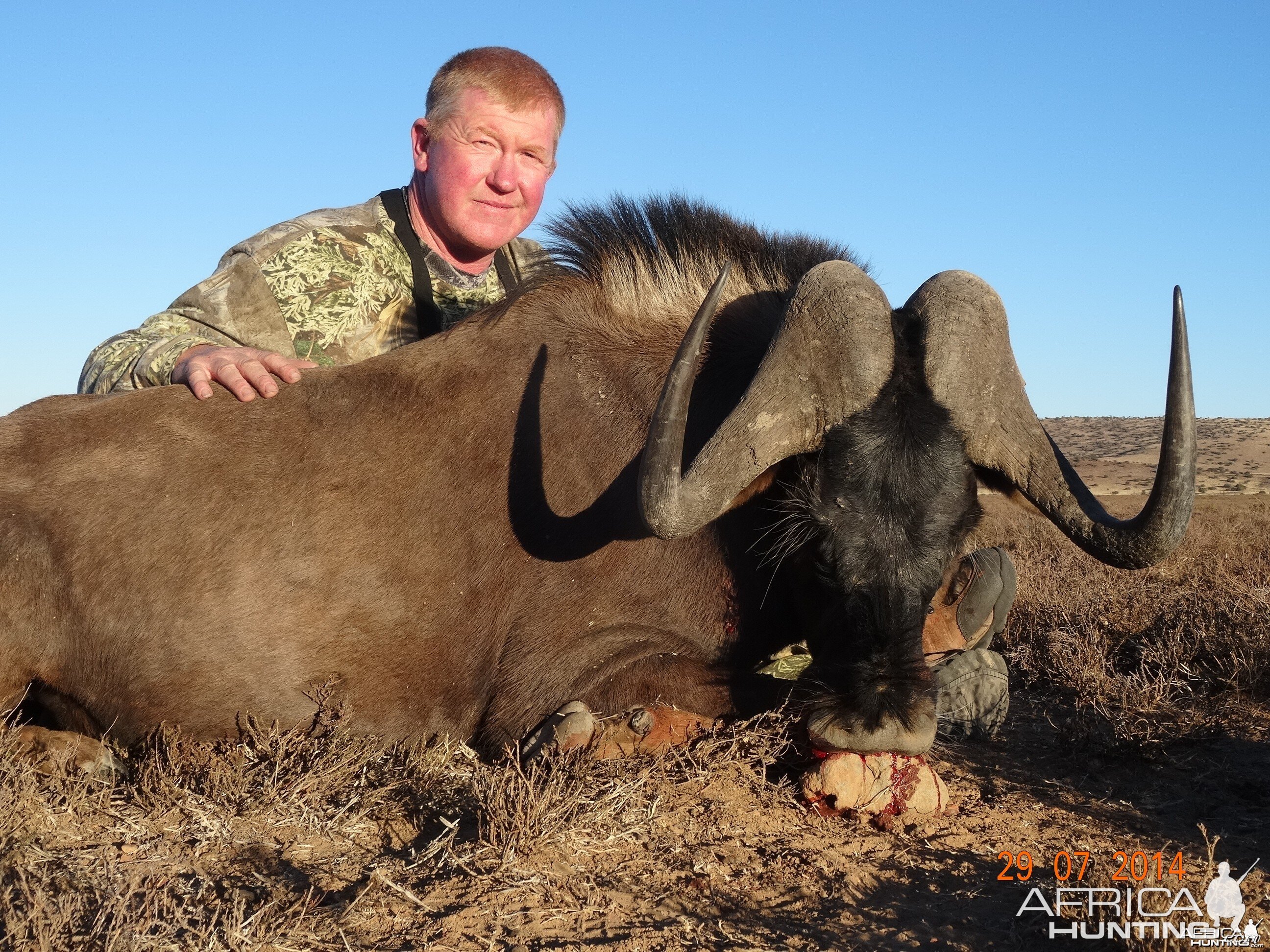 Black Wildebeest