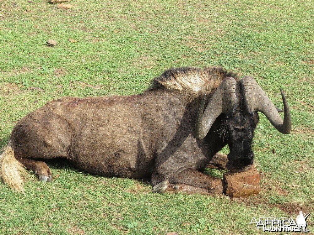 Black Wildebeest