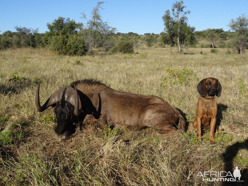 Black Wildebeest