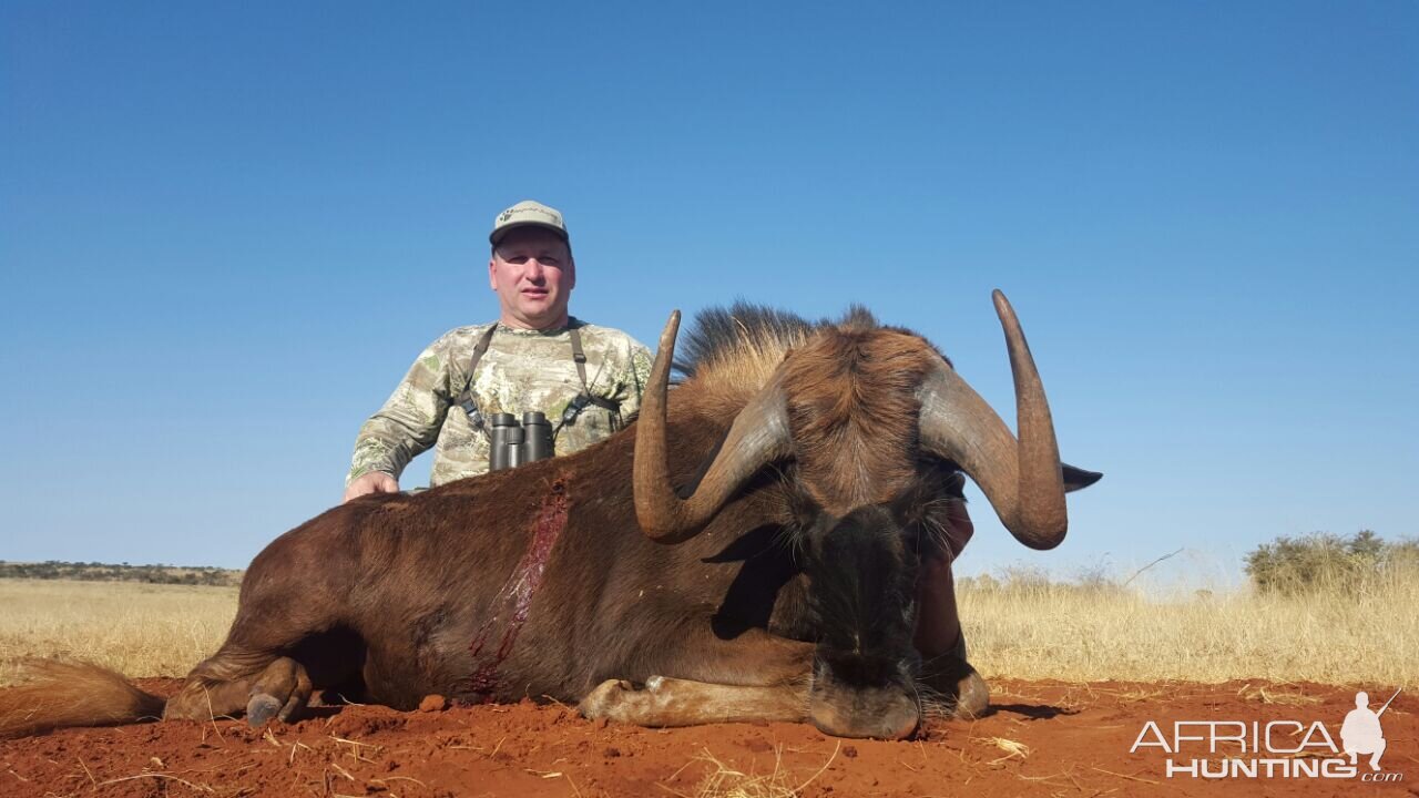 black wildebeest
