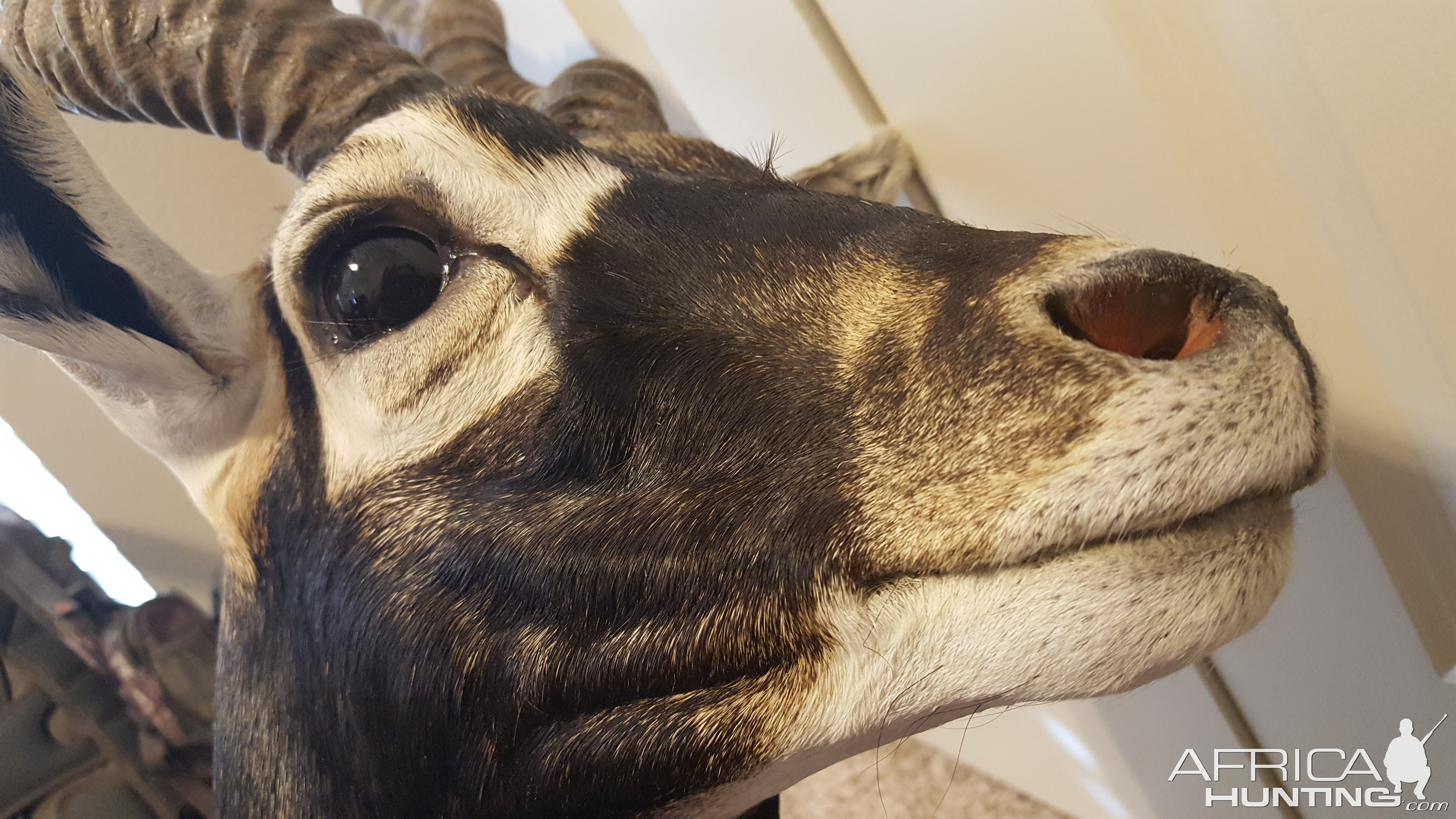 Blackbuck Shoulder Mount Taxidermy Close Up