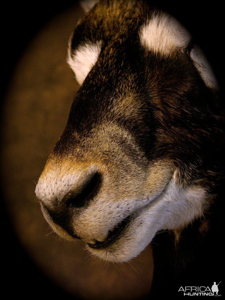 Blackbuck Shoulder Mount Taxidermy