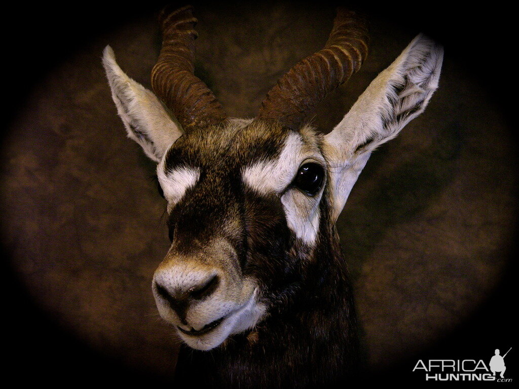 Blackbuck Shoulder Mount Taxidermy