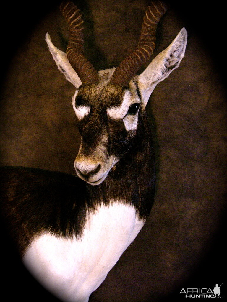 Blackbuck Shoulder Mount Taxidermy