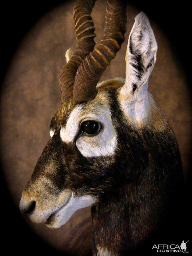 Blackbuck Shoulder Mount Taxidermy