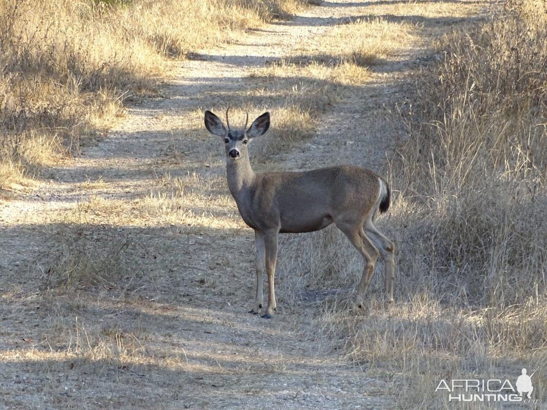 Blacktail Deer