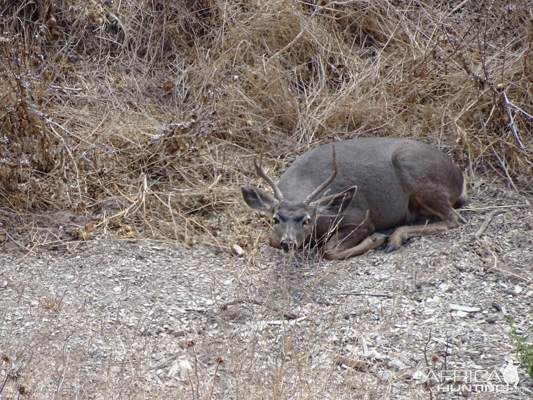 Blacktail Deer