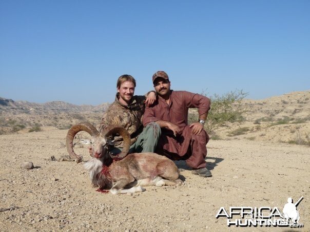 Blandford Urial taken by my friend Andrew in Sindh With me