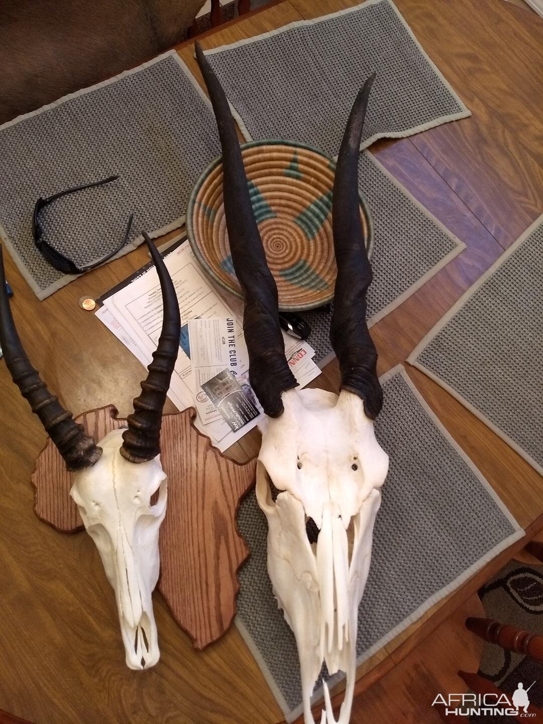 Blesbok & Eland European Skull Mounts Taxidermy