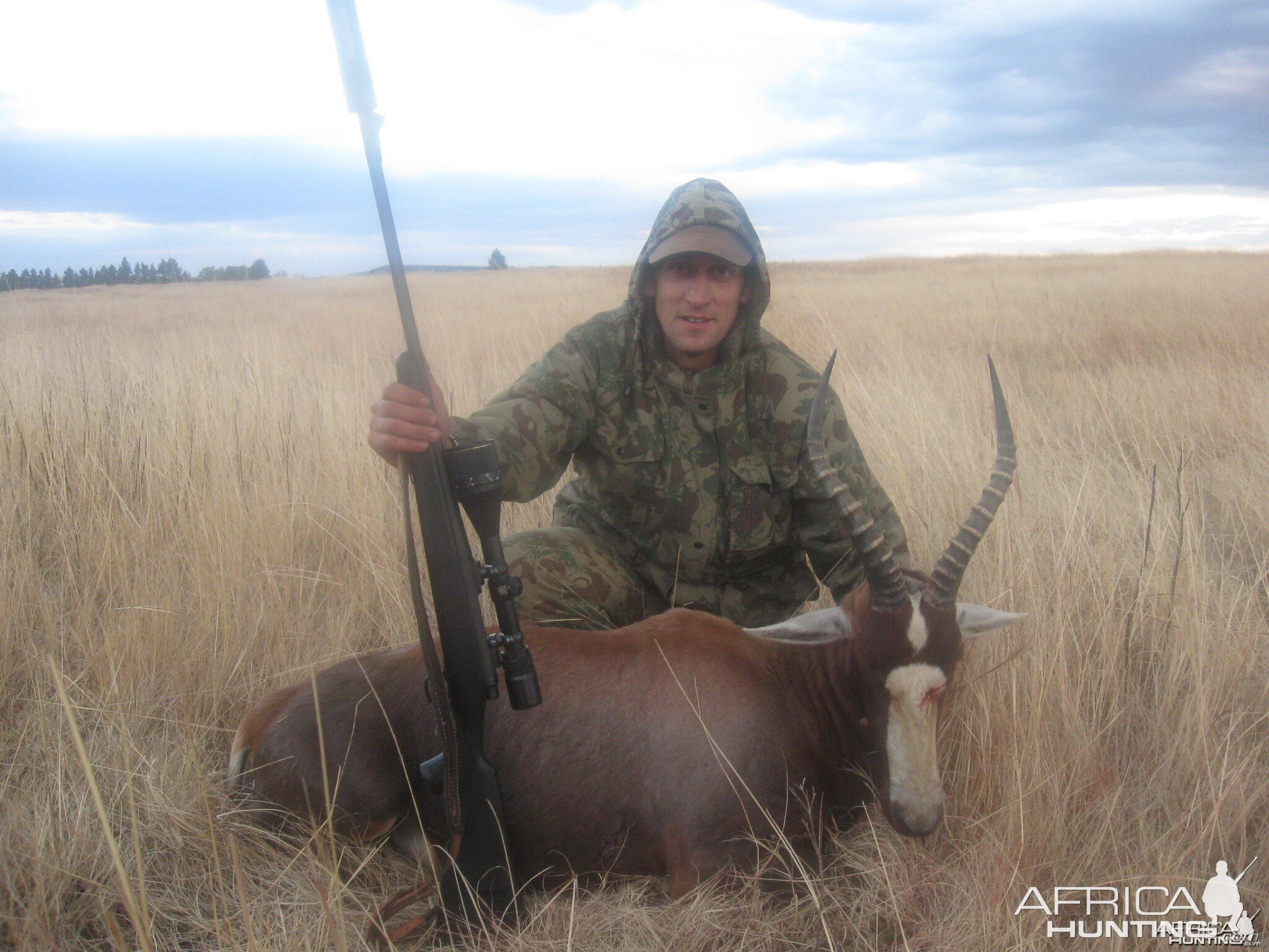 Blesbok from Newcastle