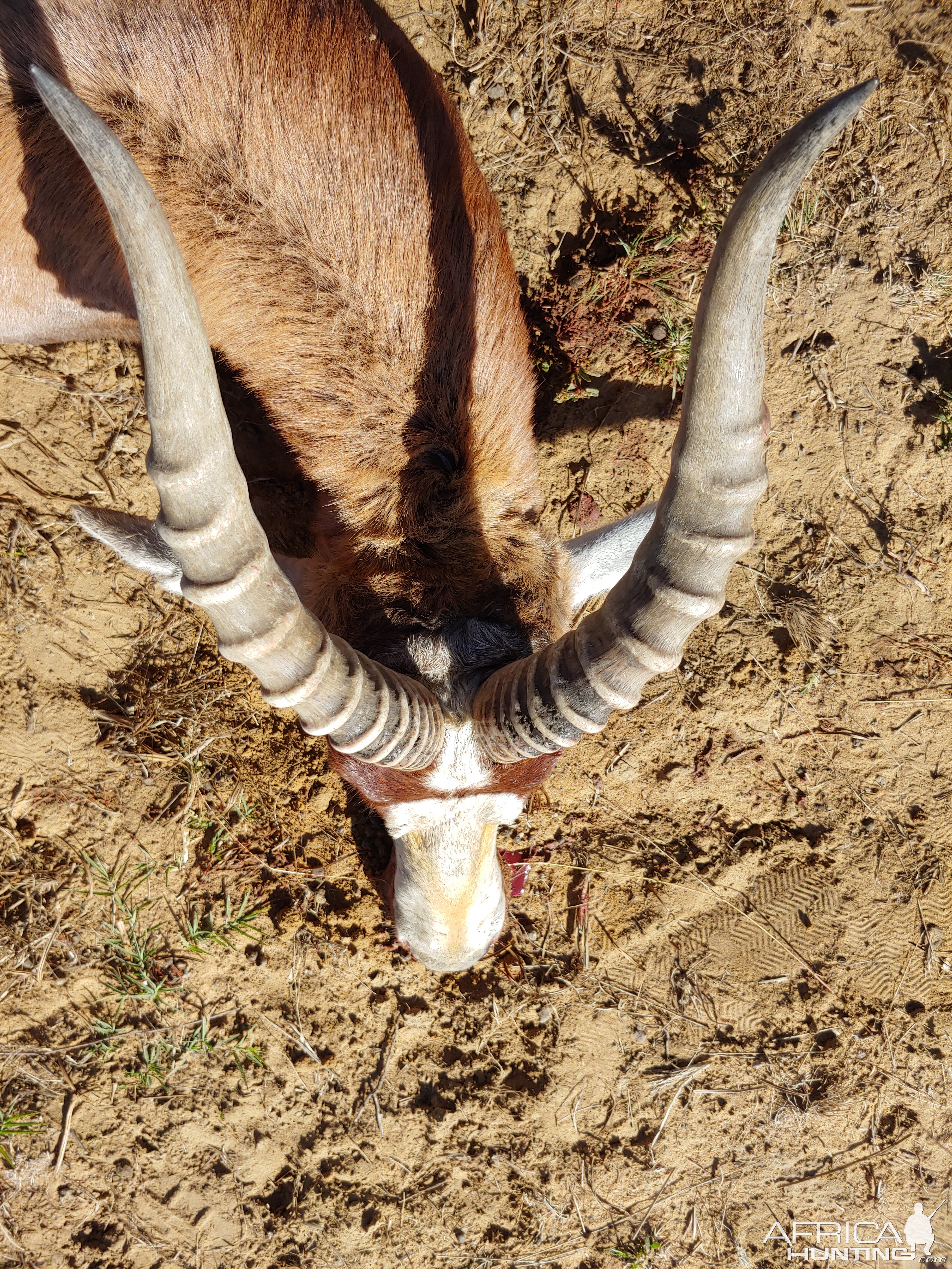 Blesbok Horns