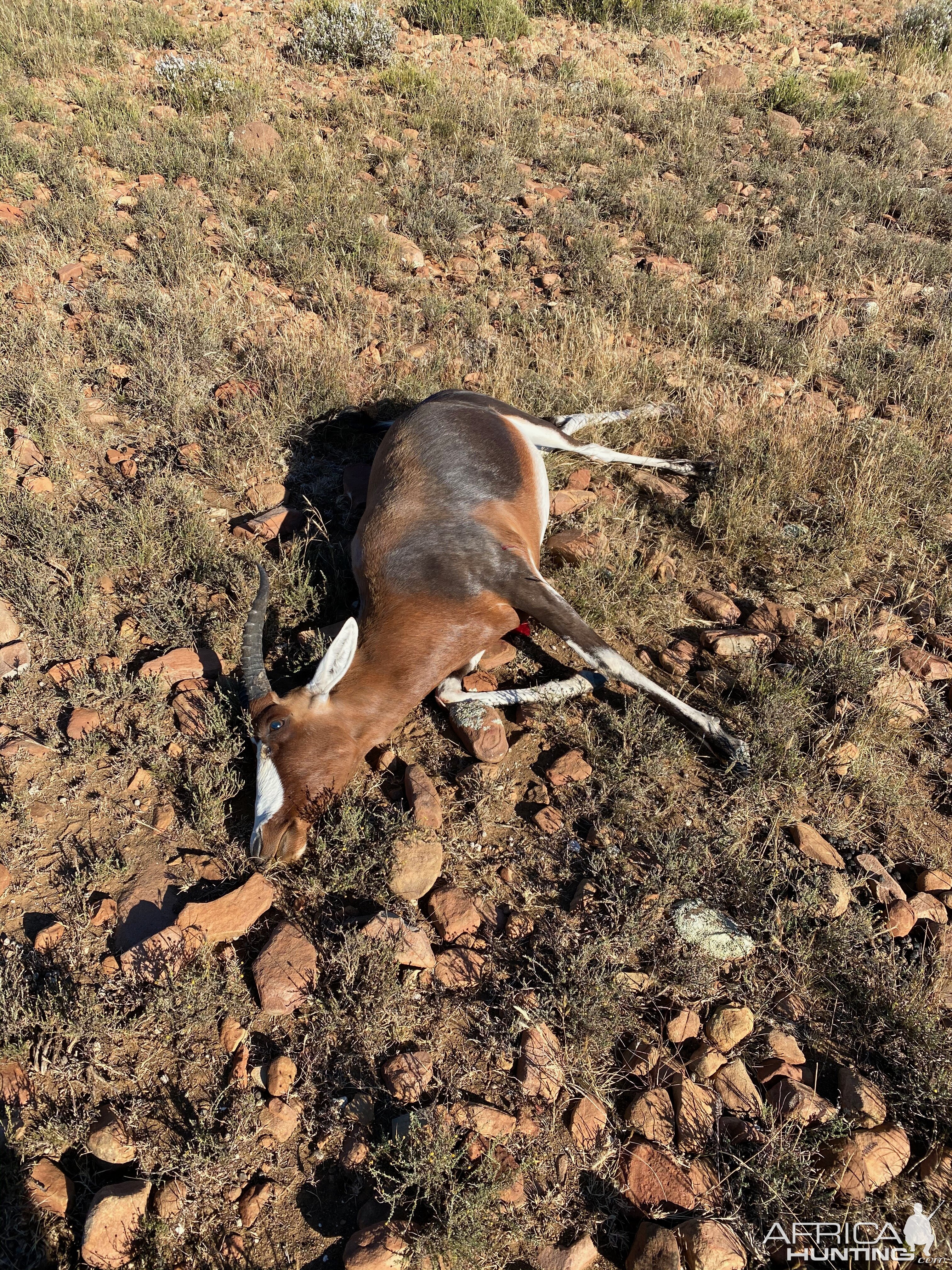 Blesbok Hunt Eastern Cape South Africa