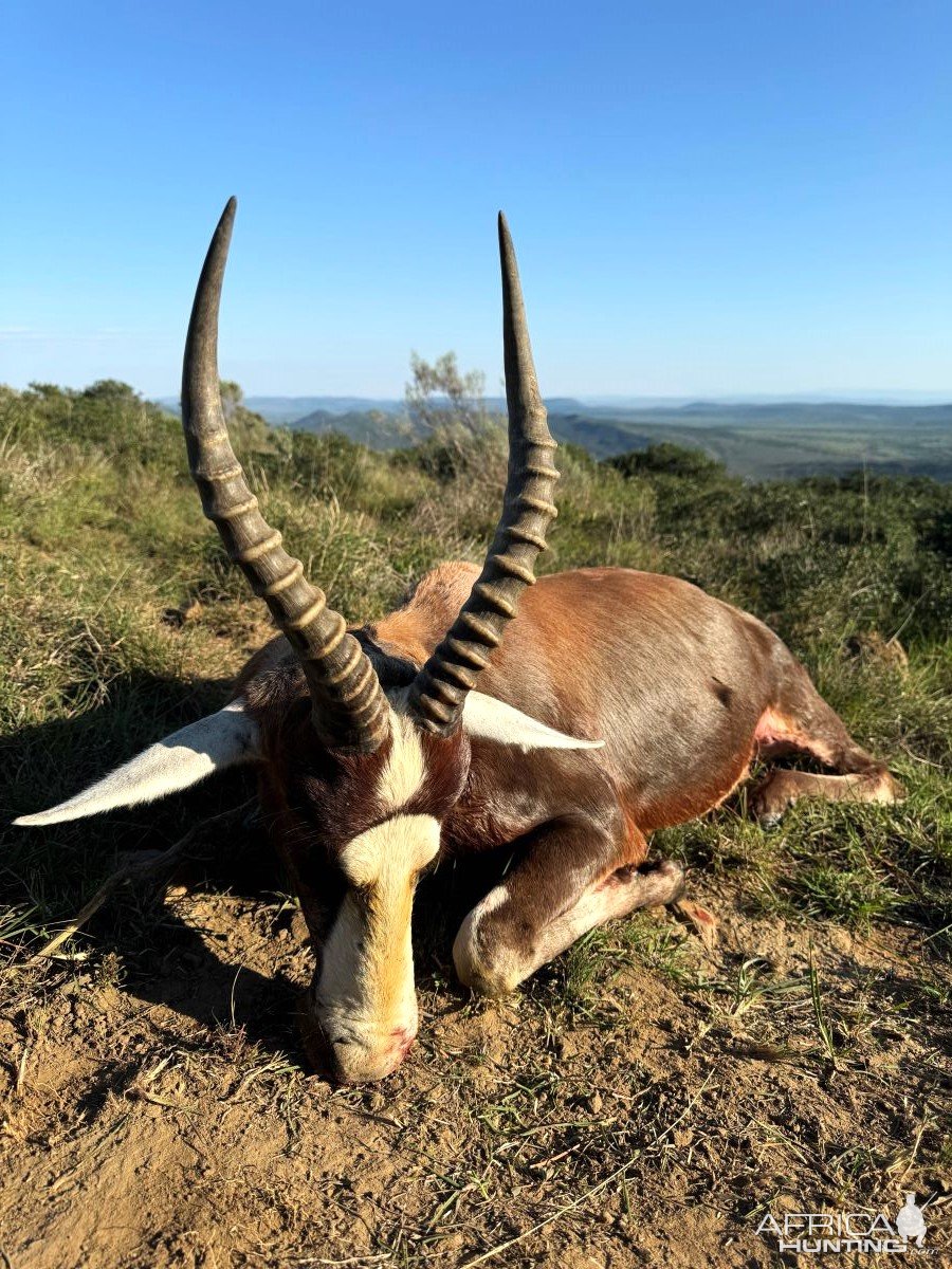 Blesbok Hunt Eastern Cape South Africa