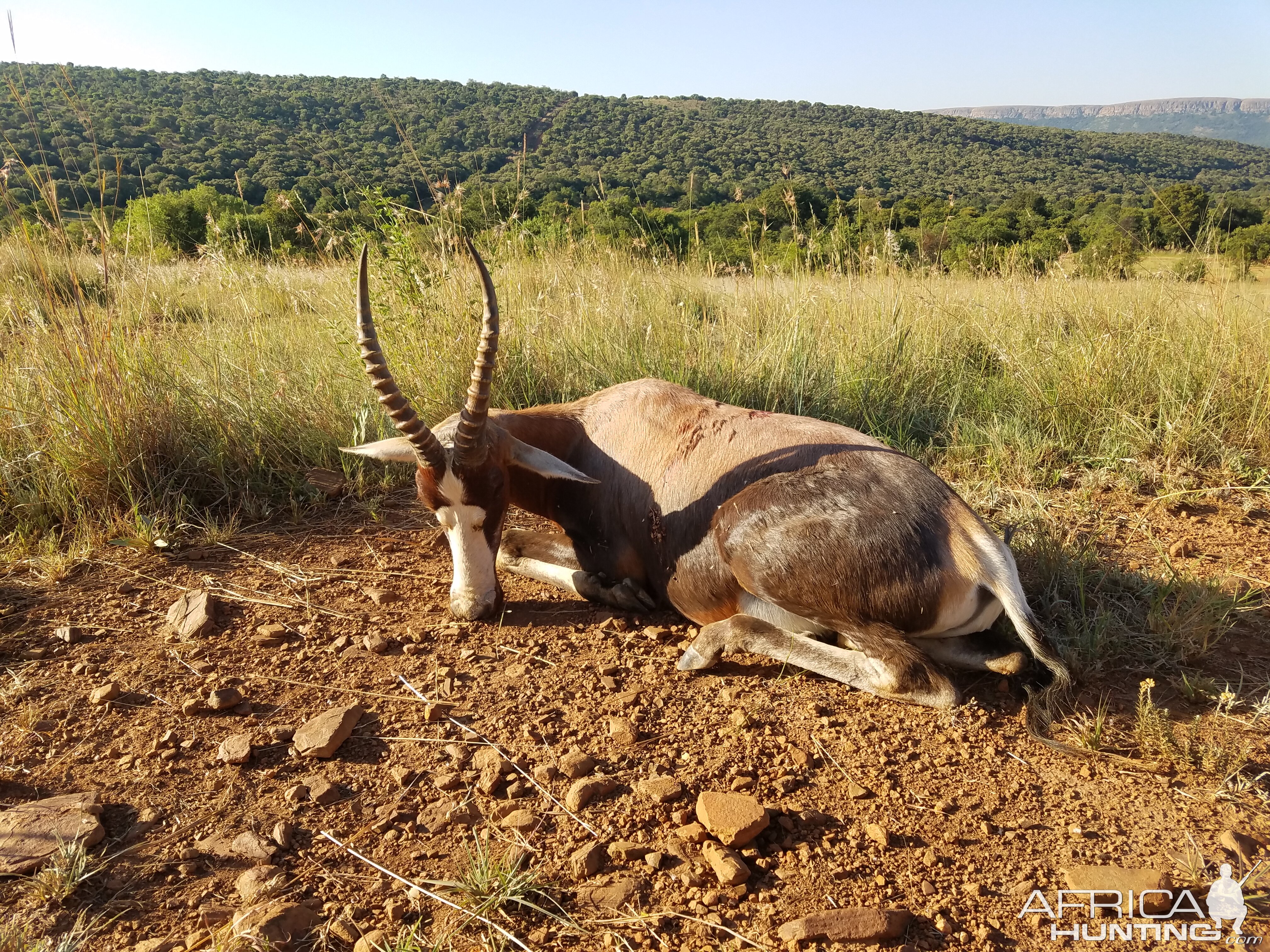 Blesbok Hunting South Africa