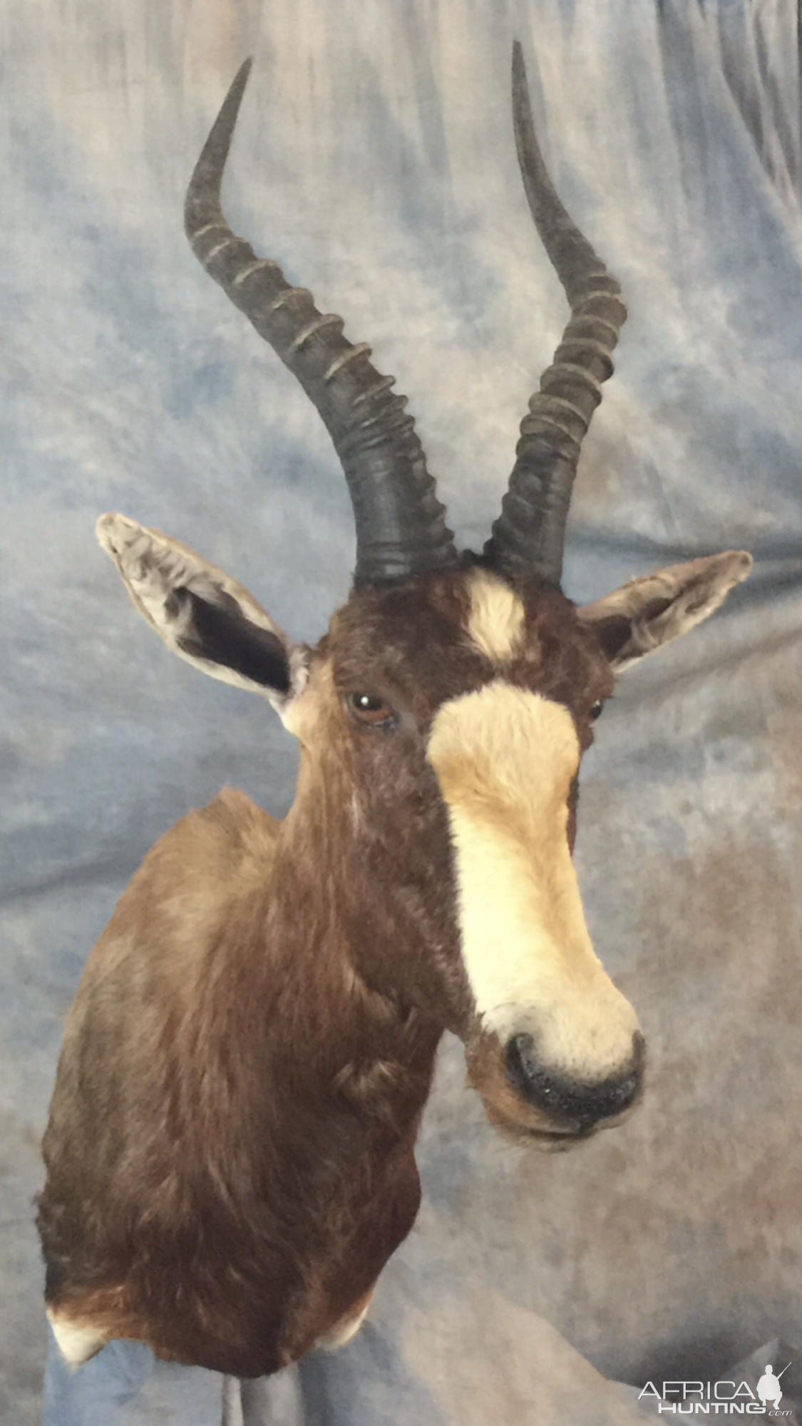 Blesbok Shoulder Mount Taxidermy