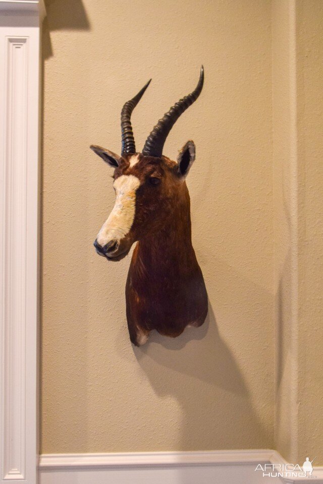 Blesbok Shoulder Mount Taxidermy