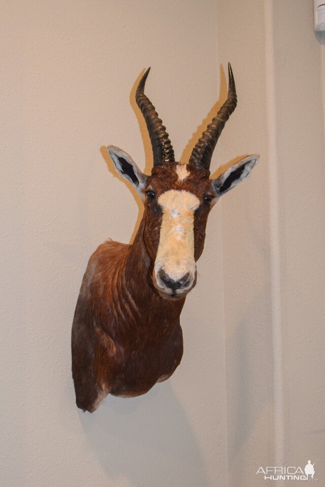 Blesbok Shoulder Mount Taxidermy