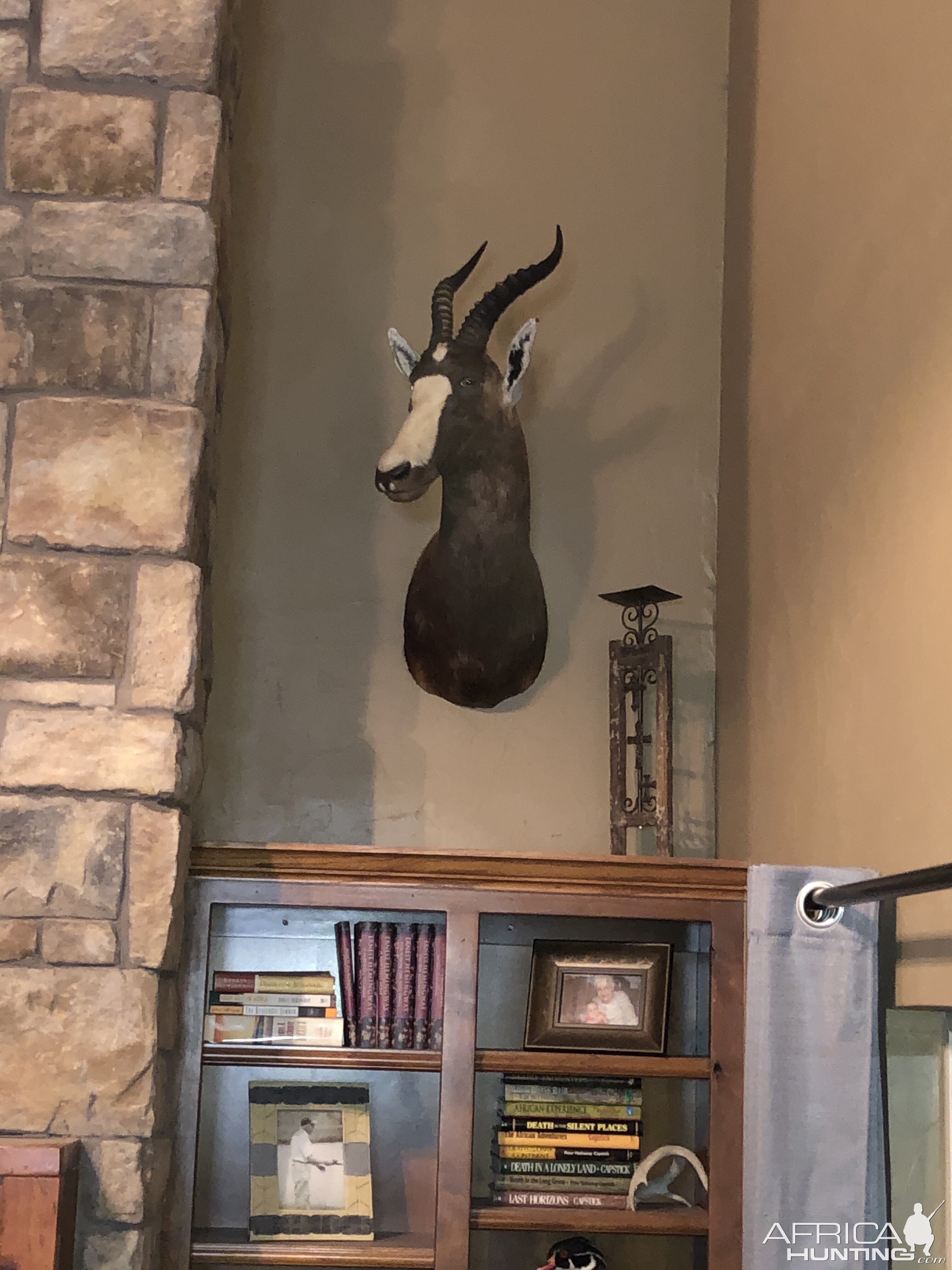 Blesbok Shoulder Mount Taxidermy