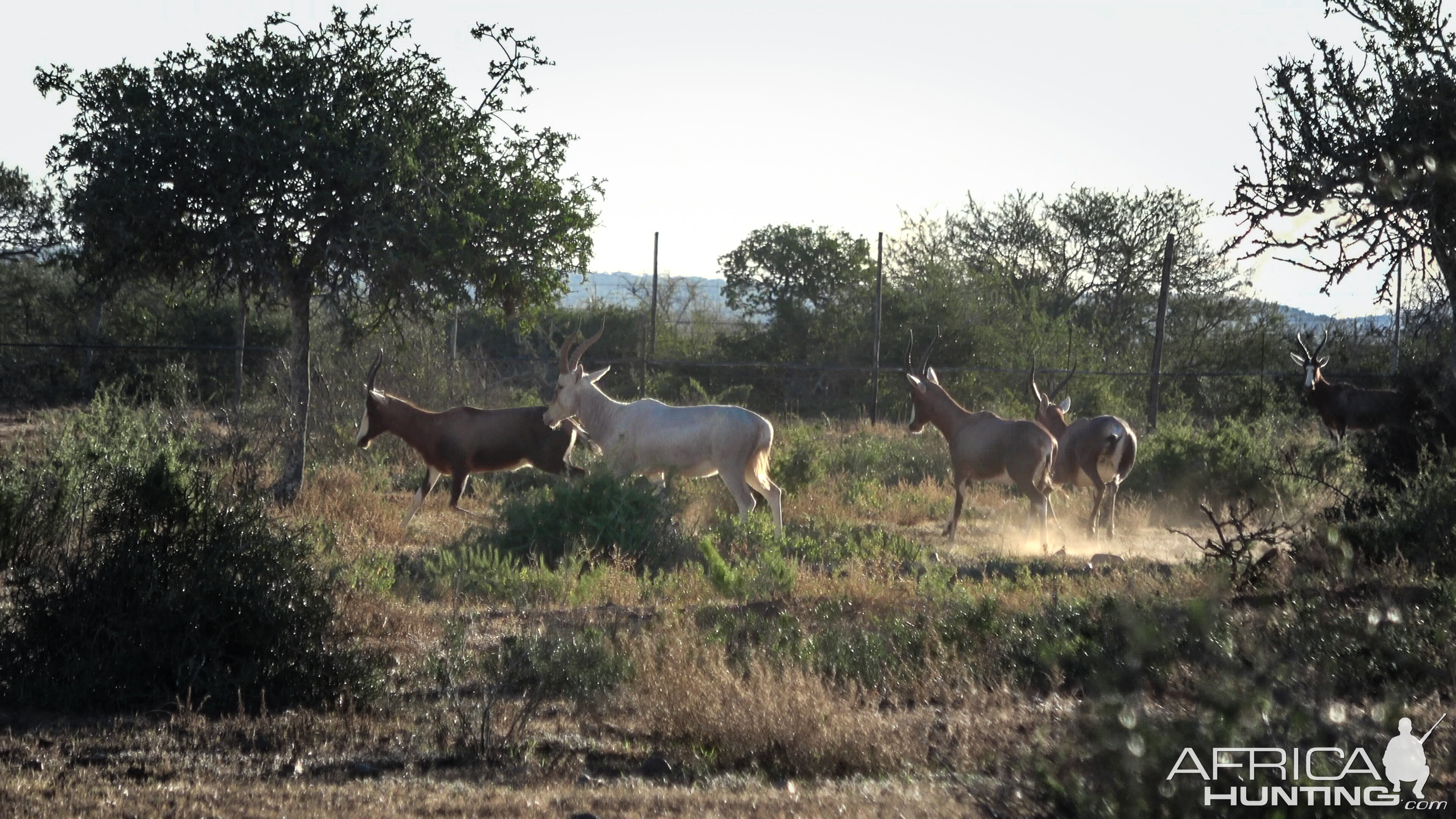 Blesbok