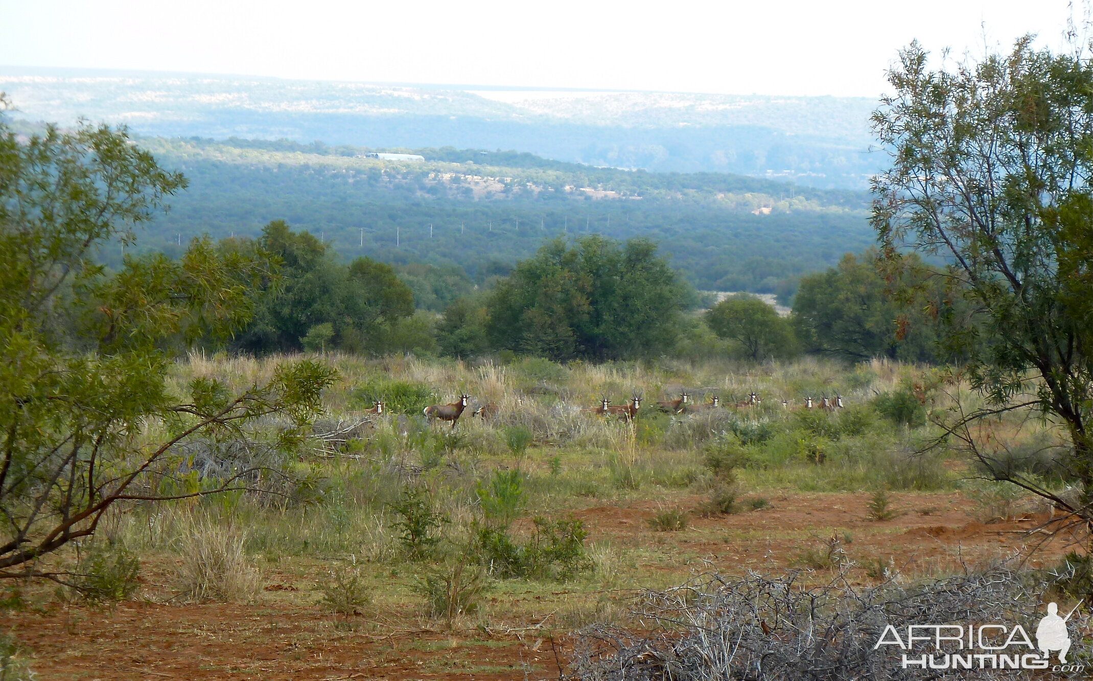 Blesbok