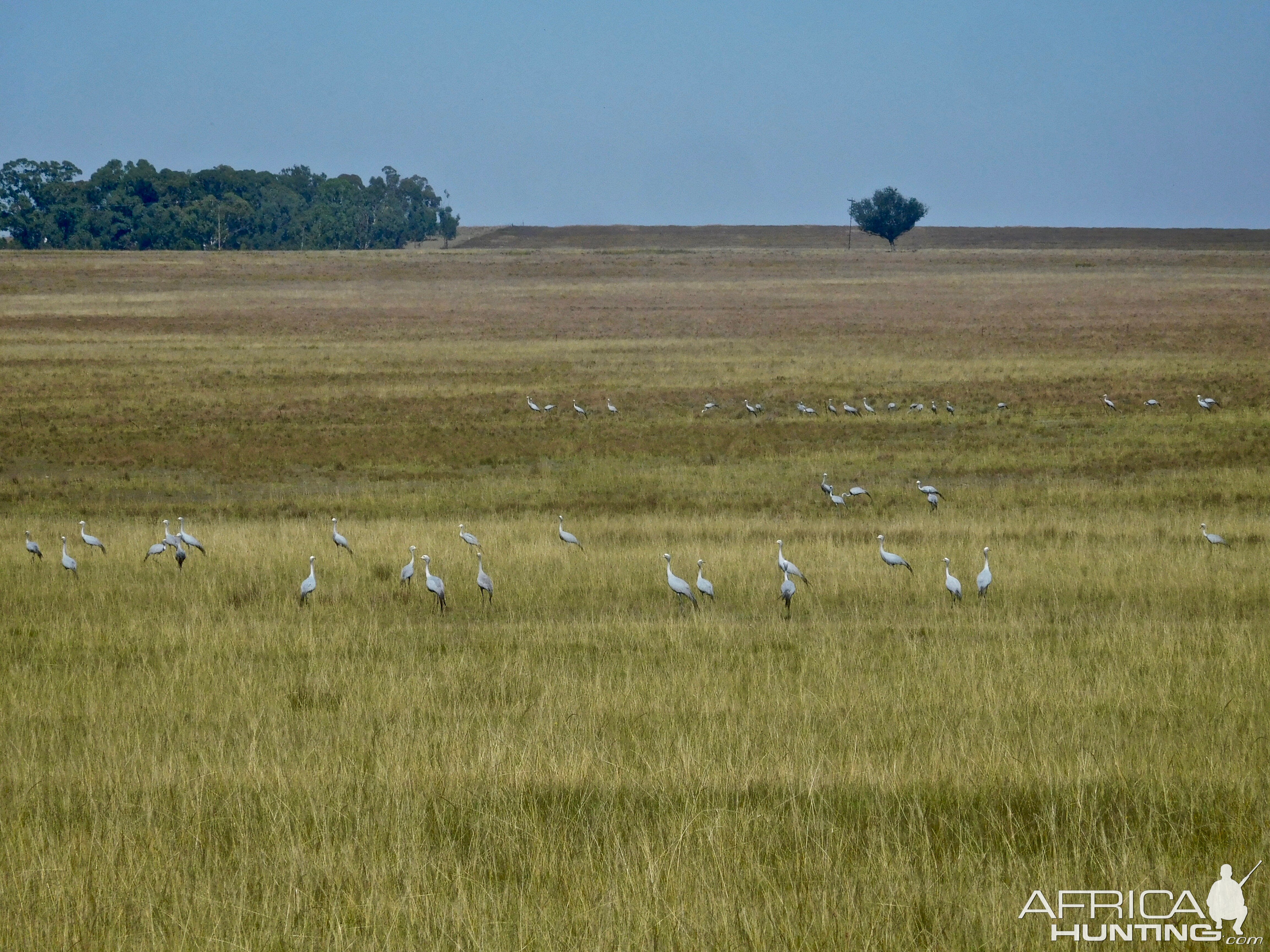 Blue crane Birds in a field South Africa