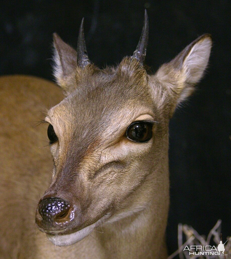 Blue Duiker Full Mount Taxidermy Close Ups