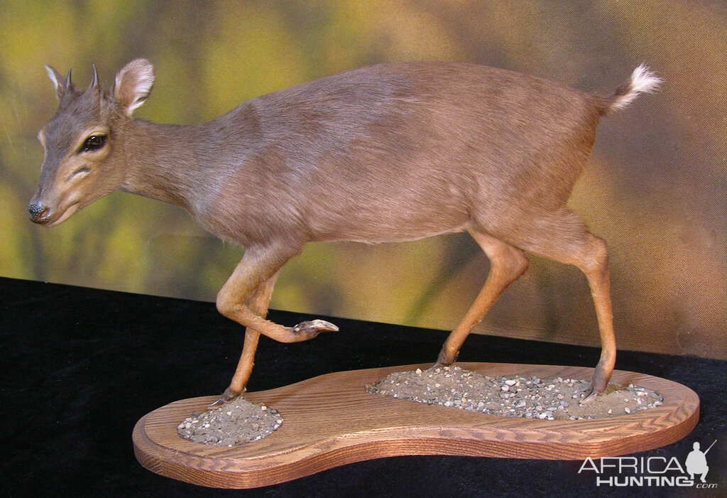 Blue Duiker Full Mount Taxidermy