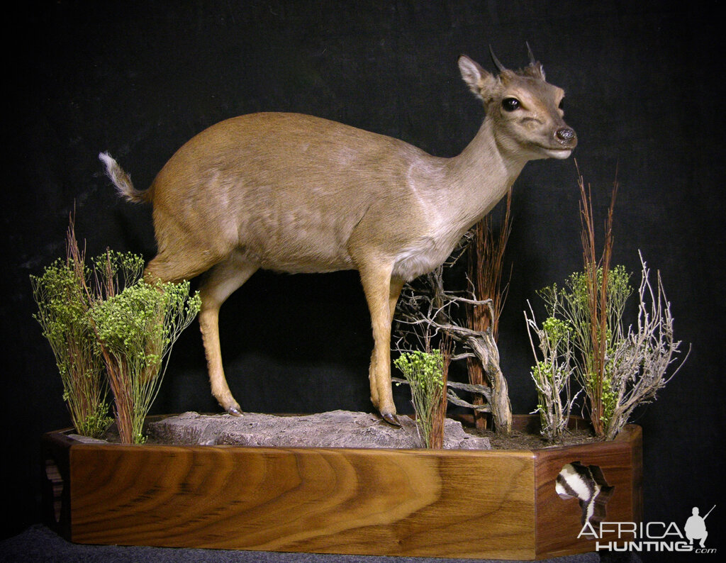 Blue Duiker Full Mount Taxidermy