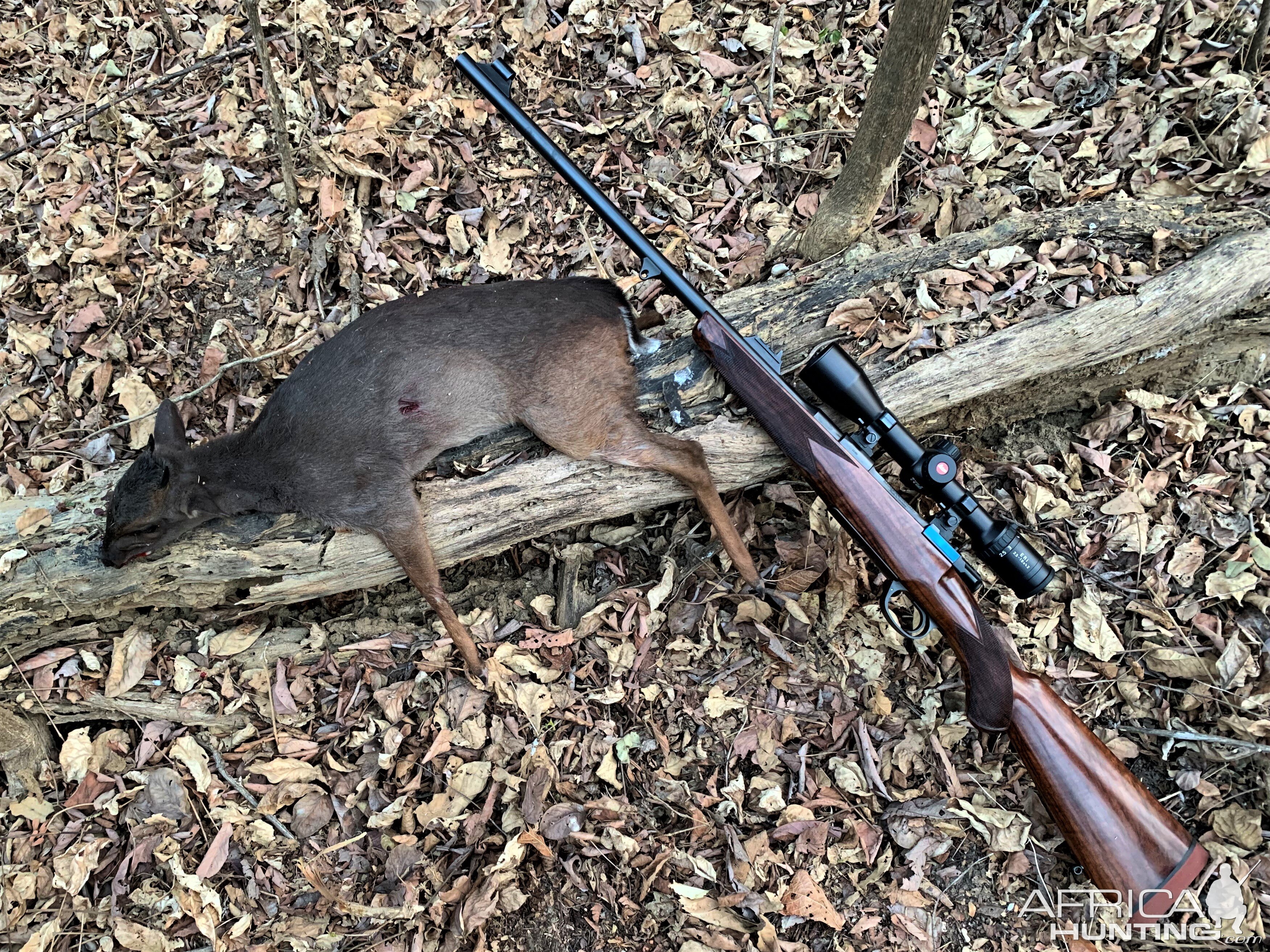 Blue Duiker Hunt Zambia