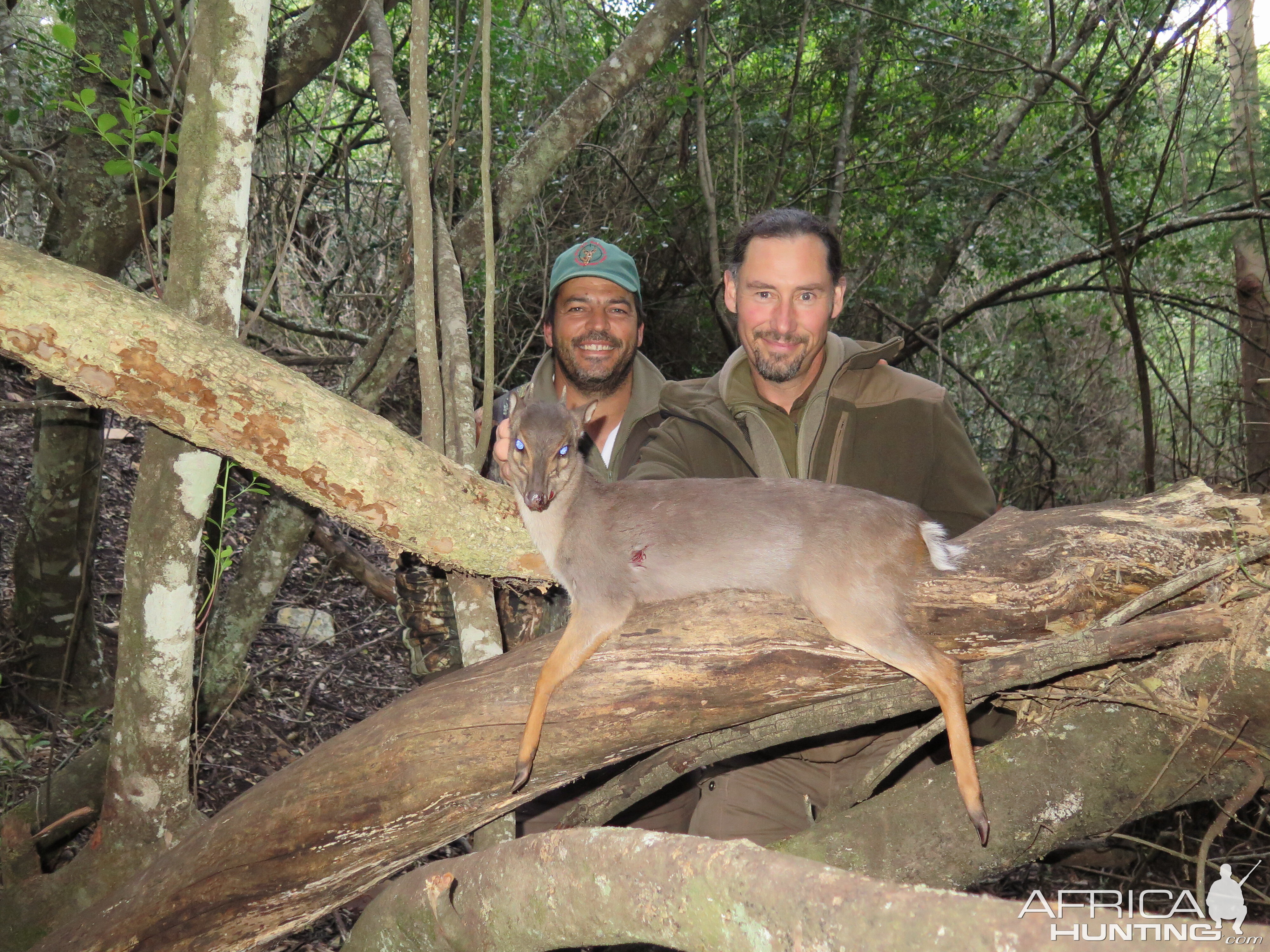 Blue Duiker Hunting South Africa