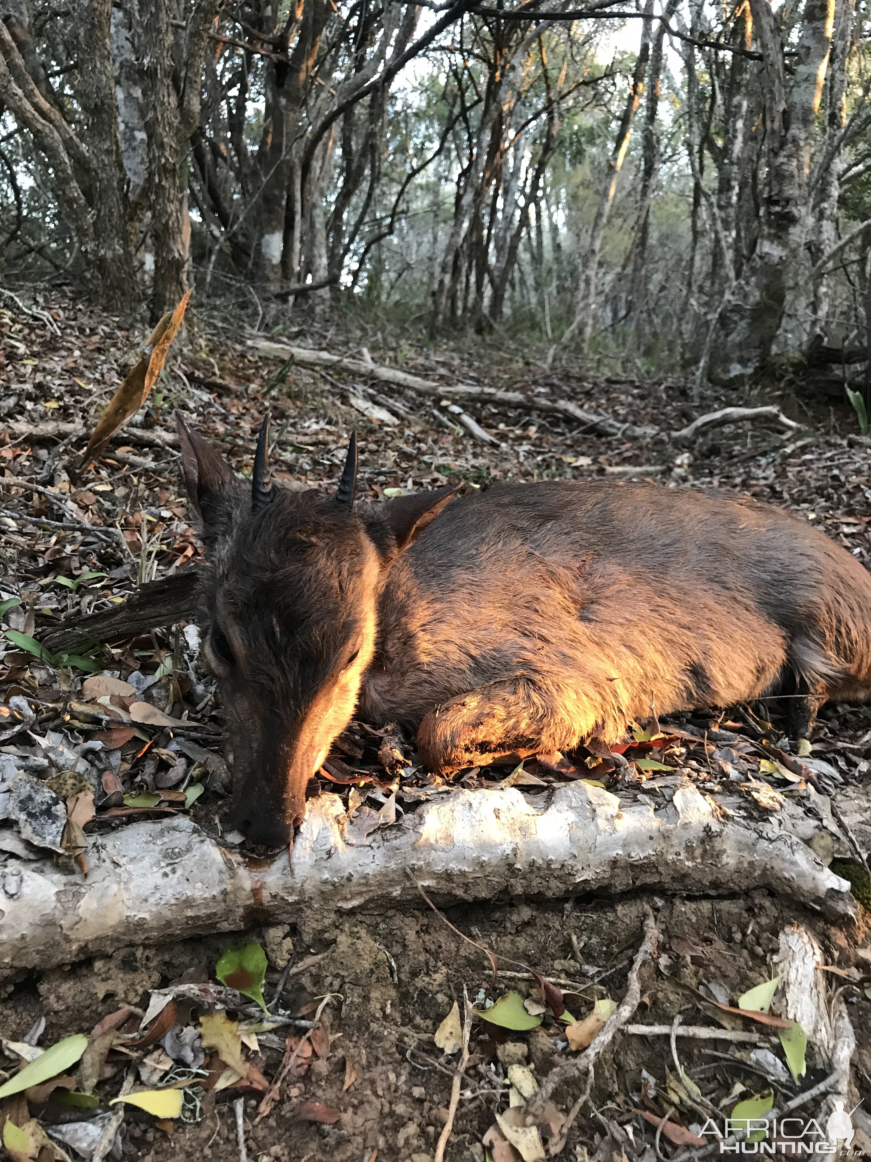 Blue Duiker Hunting South Africa