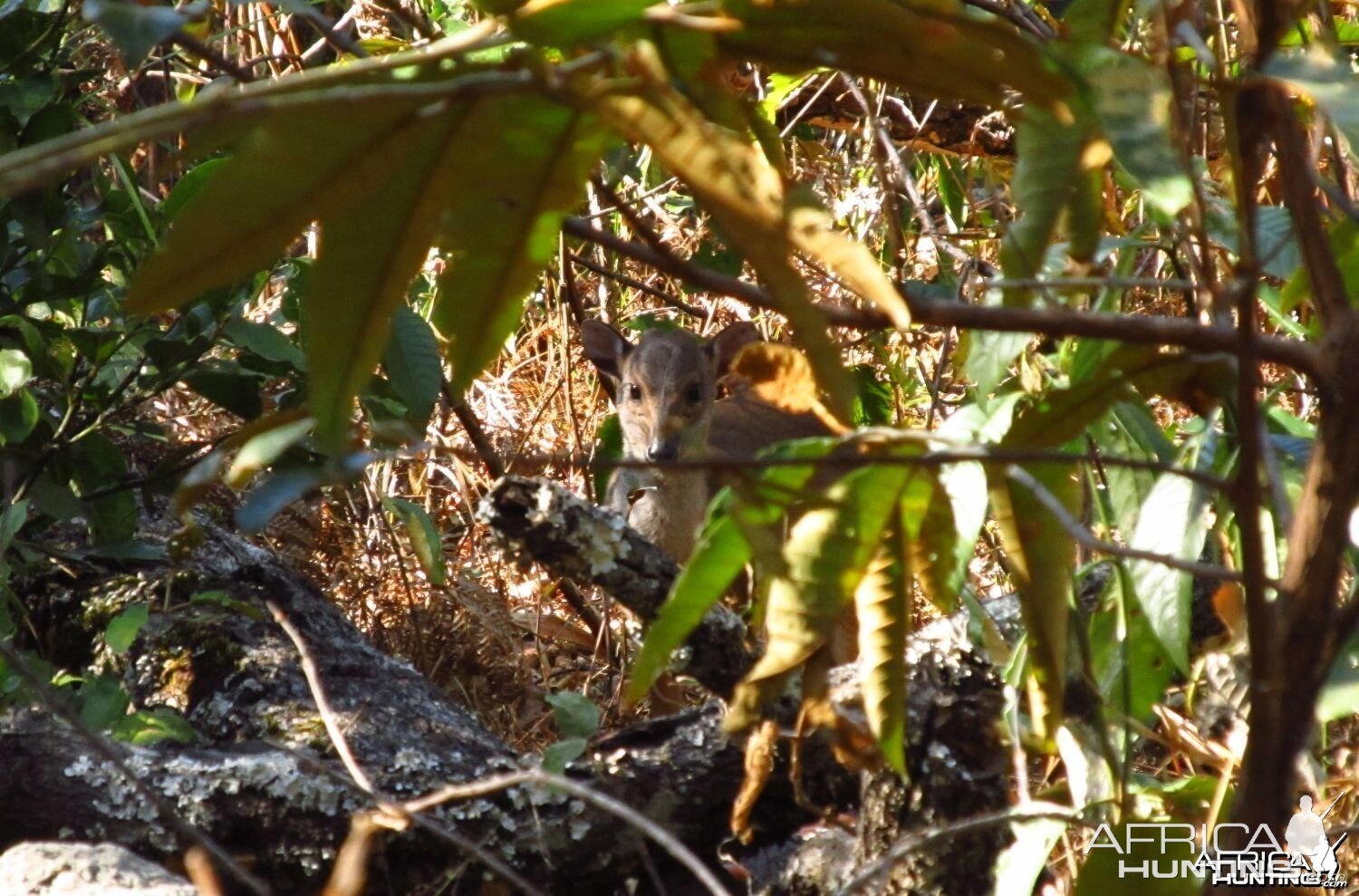 Blue duiker in the miombo