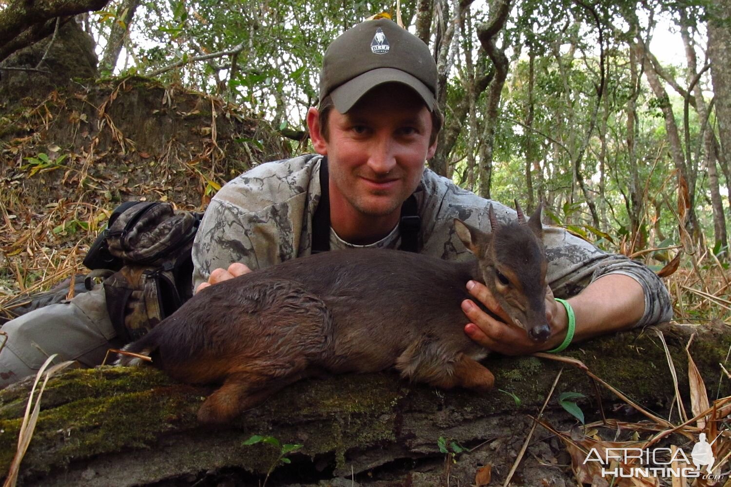 Blue Duiker