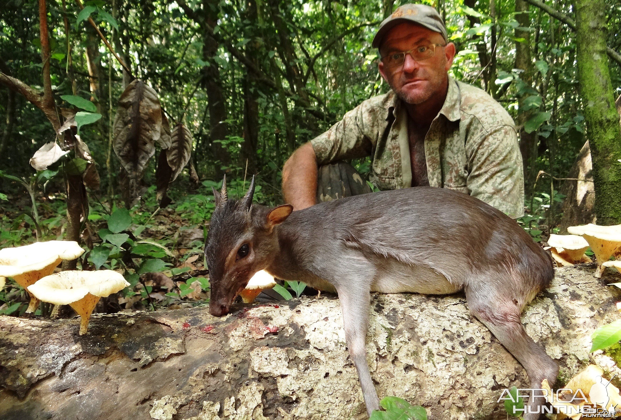 Blue duiker