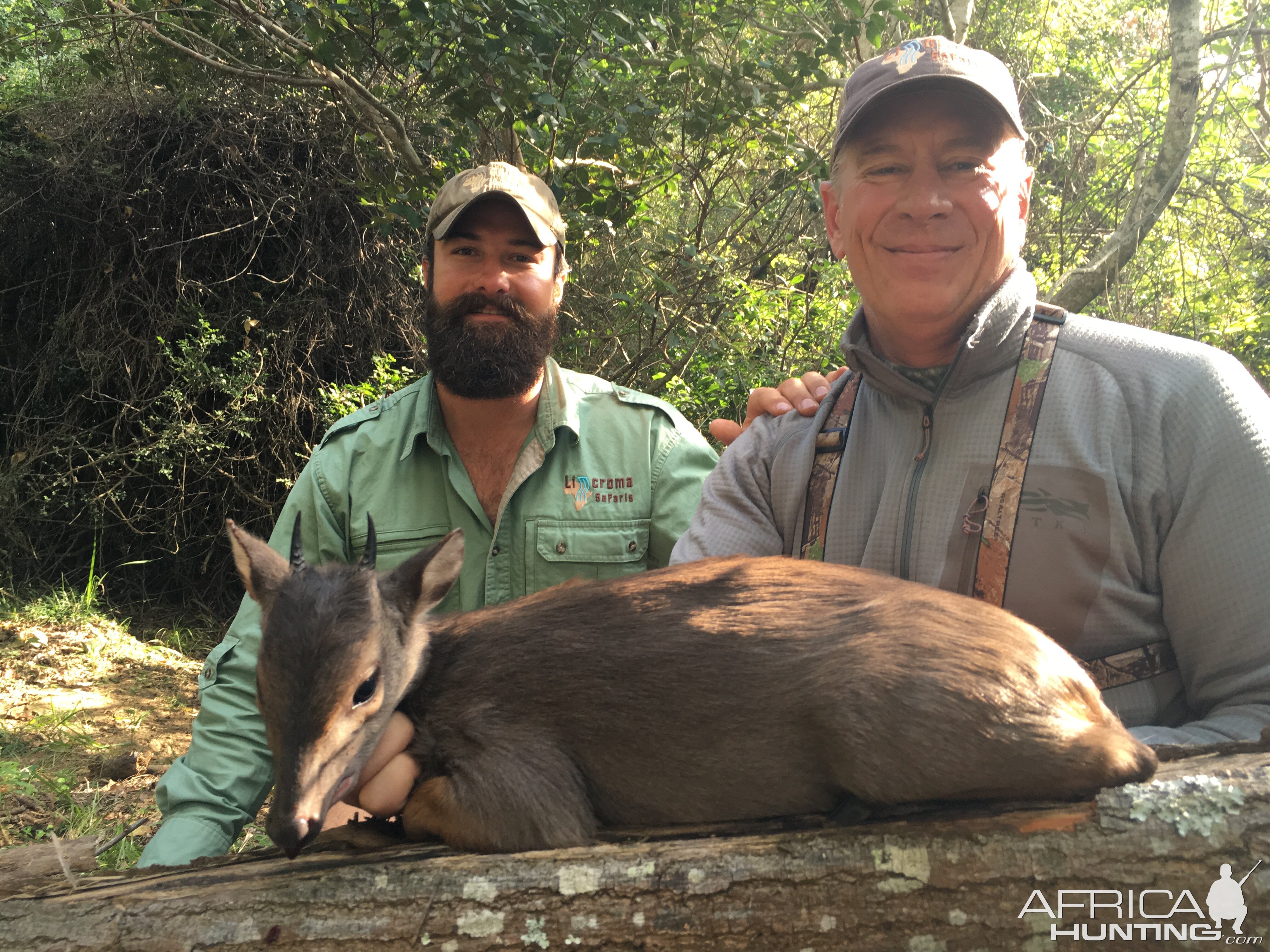 Blue Duiker