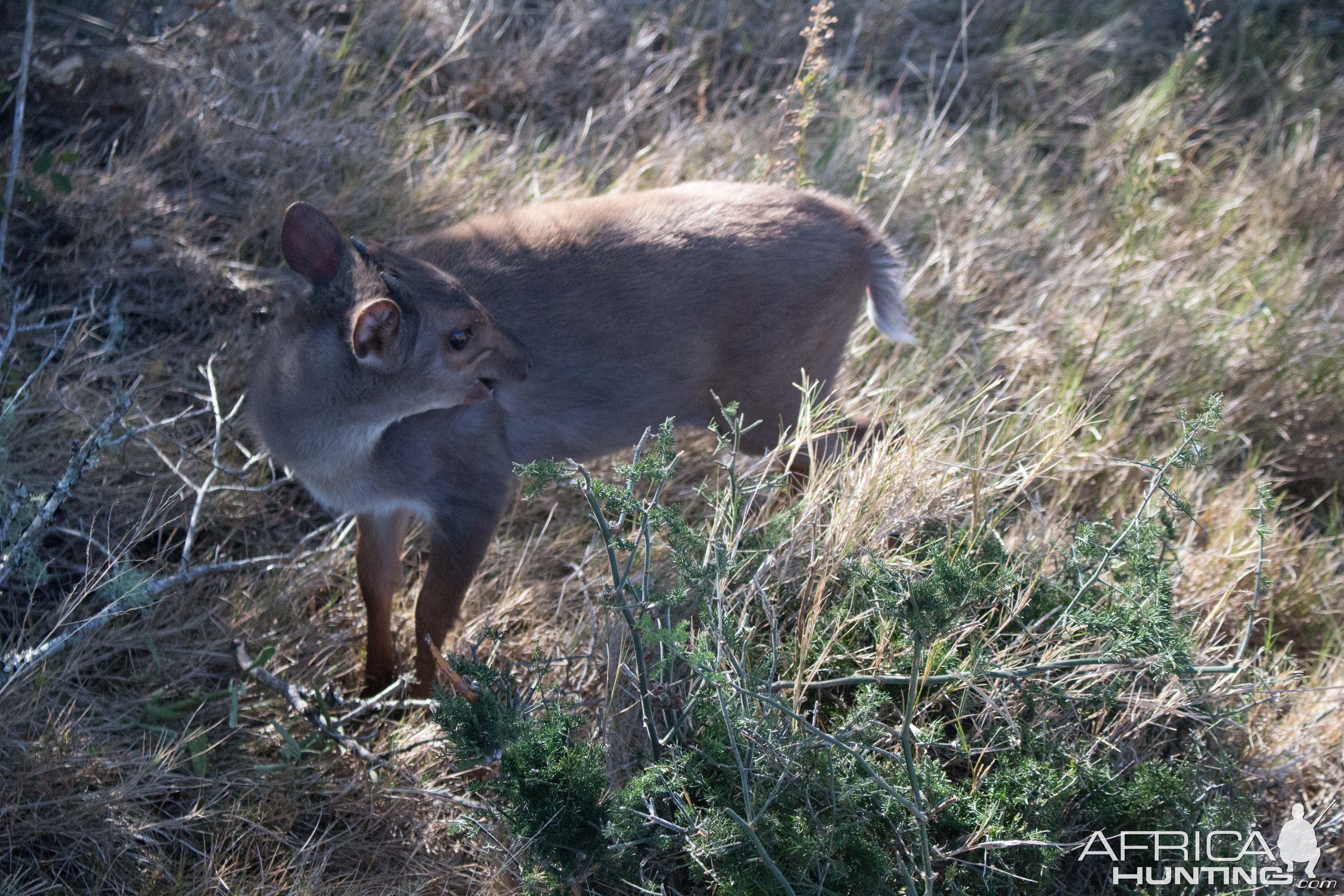 Blue Duiker