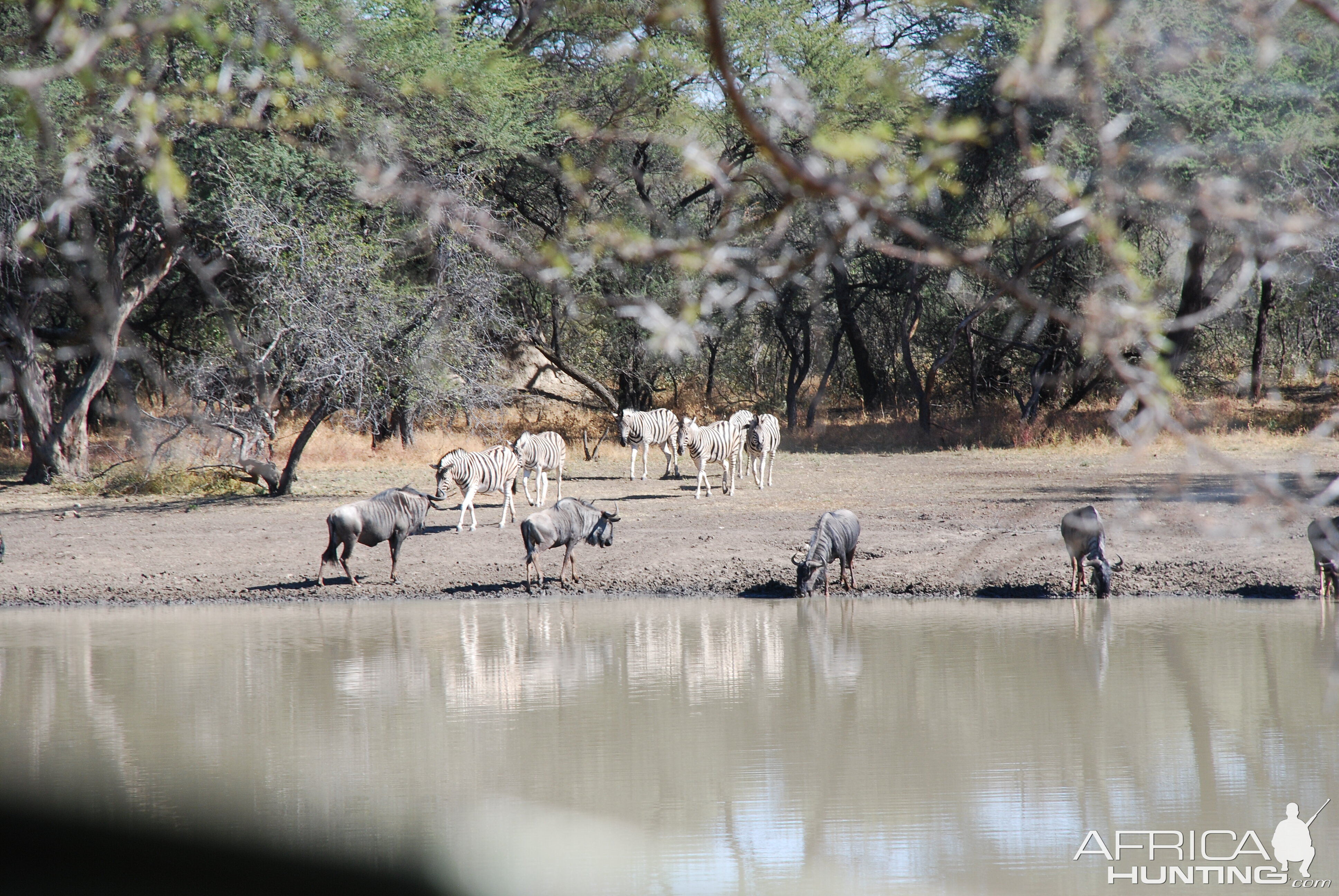 Blue Gnu and Burchell's Zebra Namibia