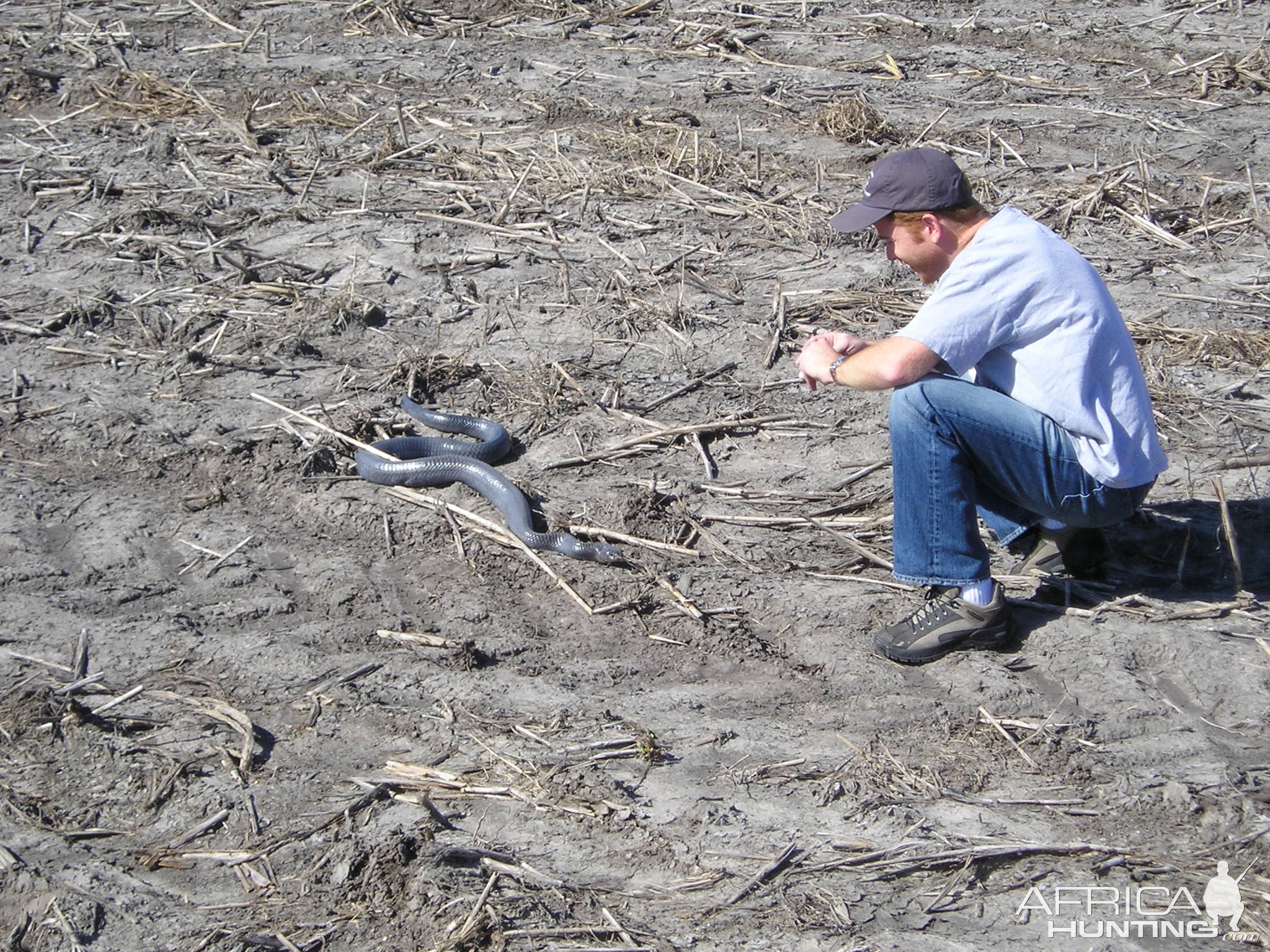 Blue Indigo Snake South Texas