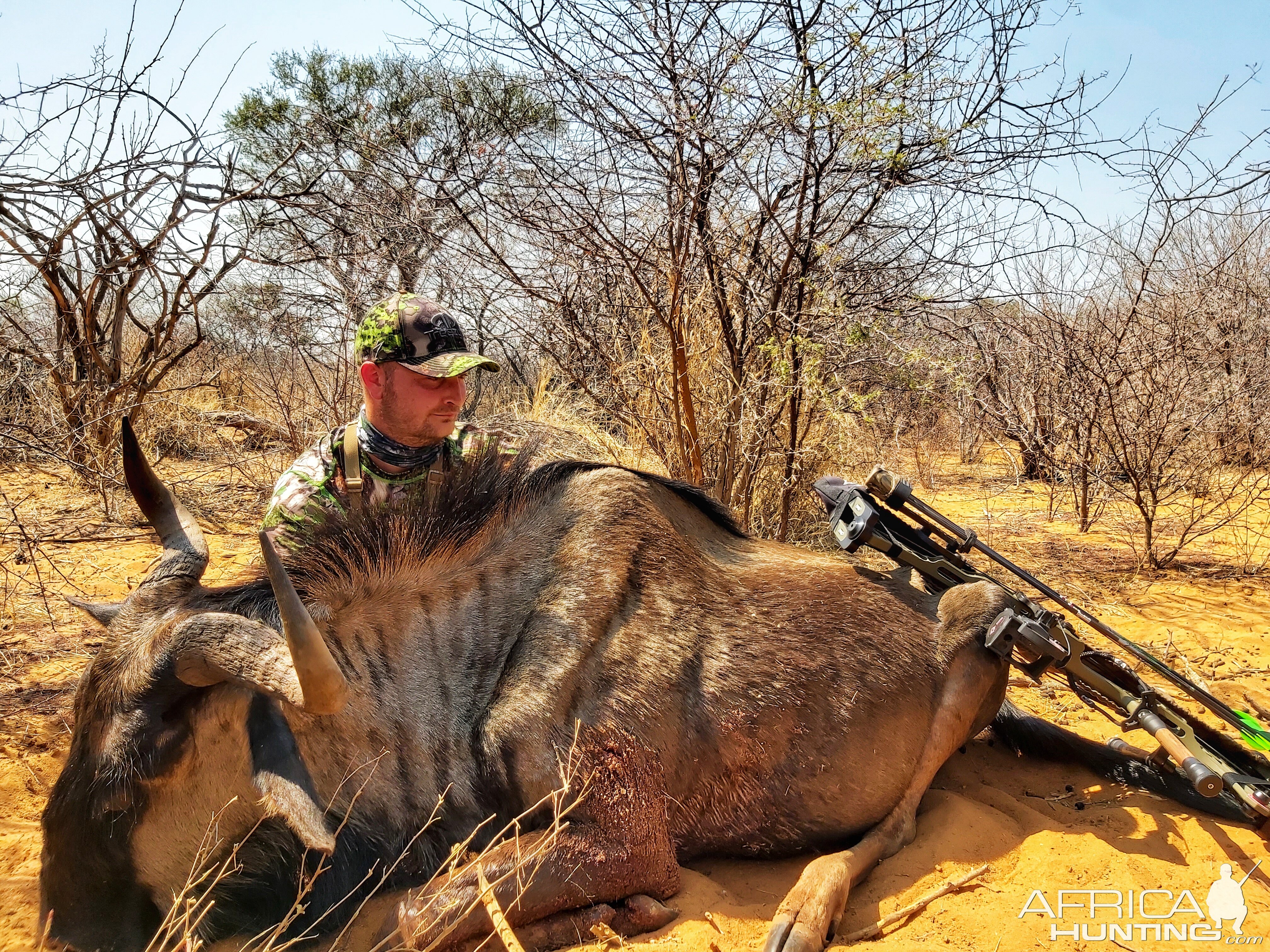 Blue Wildebeest “Connochaetes Taurinus” Bowhunting South Africa