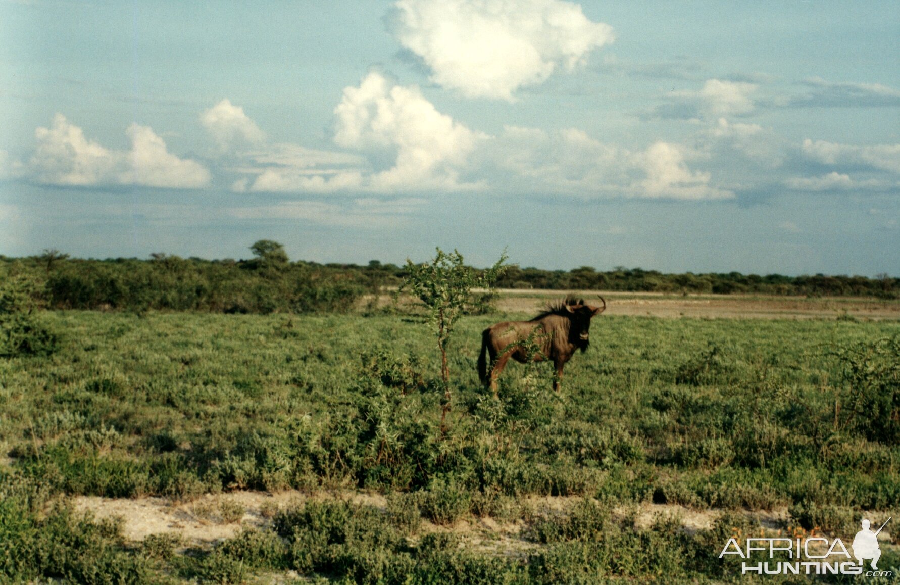 Blue Wildebeest at Etosha National Park in Namibia