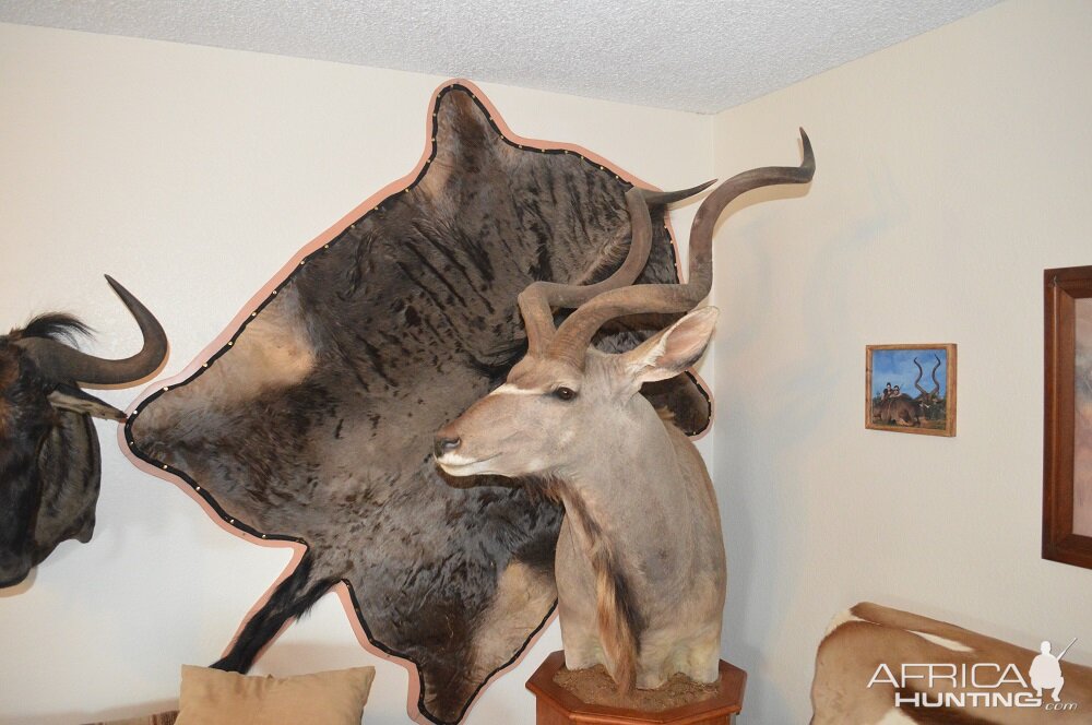 Blue Wildebeest Back Skin Taxidermy