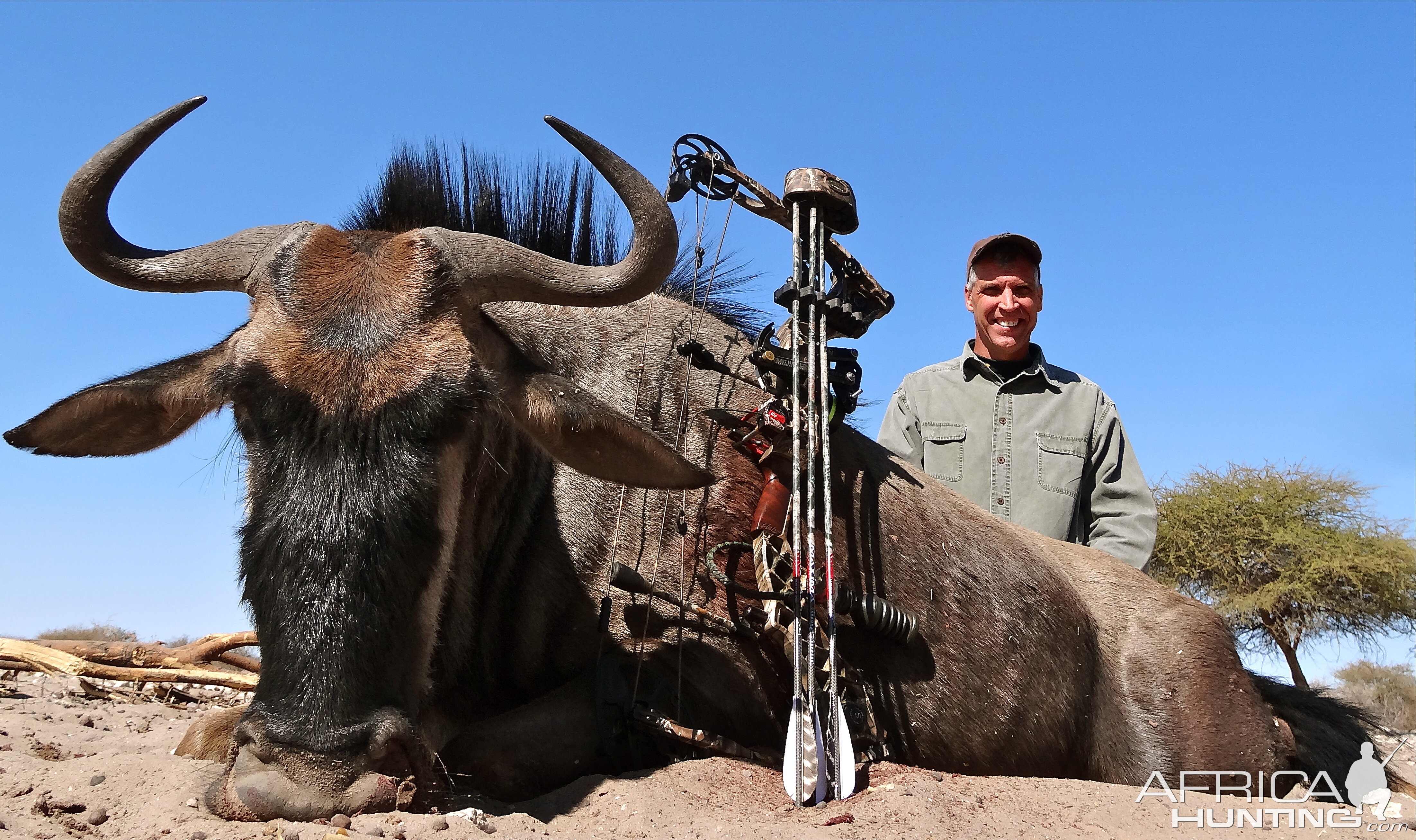 Blue Wildebeest Botswana 2013