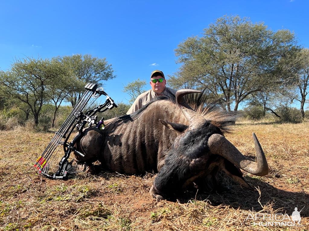 Blue Wildebeest Bow Hunt South Africa