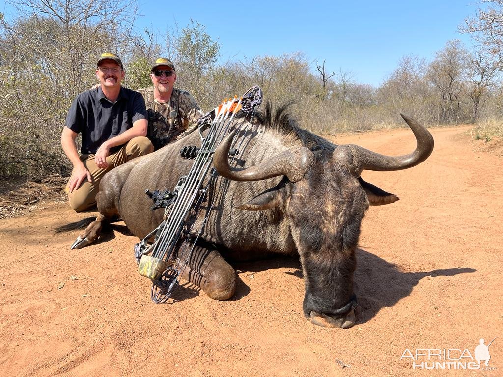 Blue WIldebeest Bow Hunt South Africa